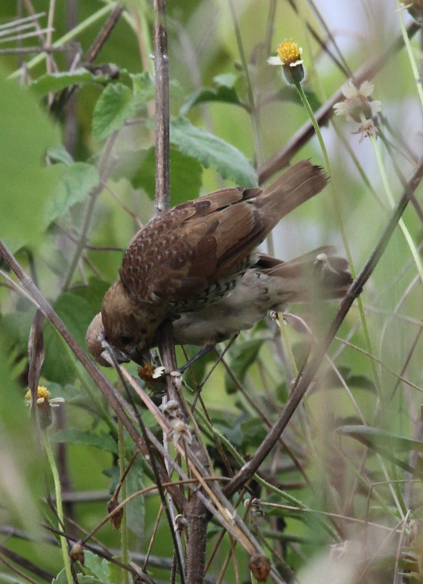 Scaly-breasted Munia - ML219137471