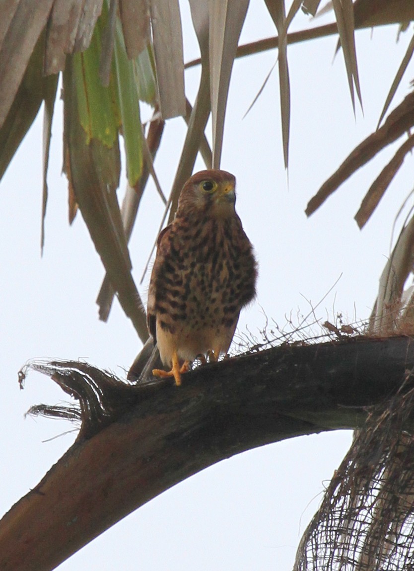 Spotted Kestrel - ML219138501