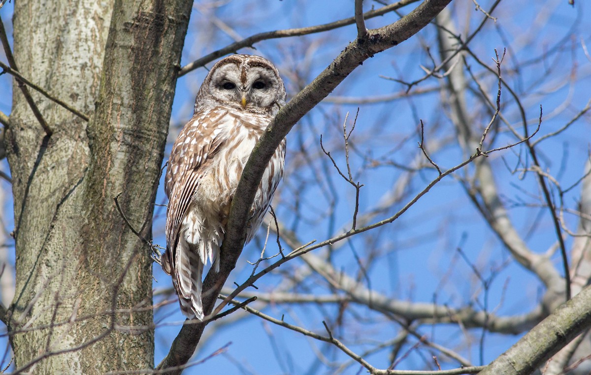 Barred Owl - ML219139901