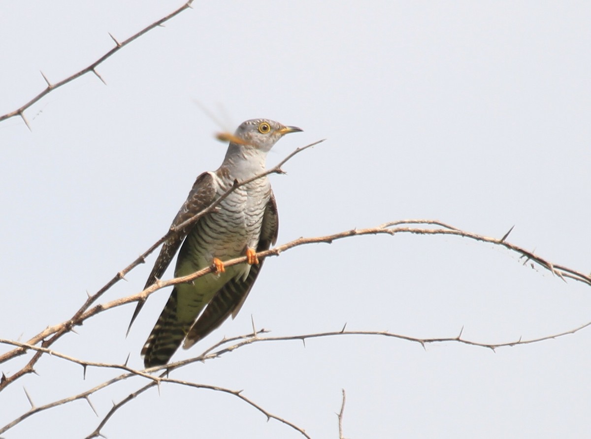 Common Cuckoo - ML219140291