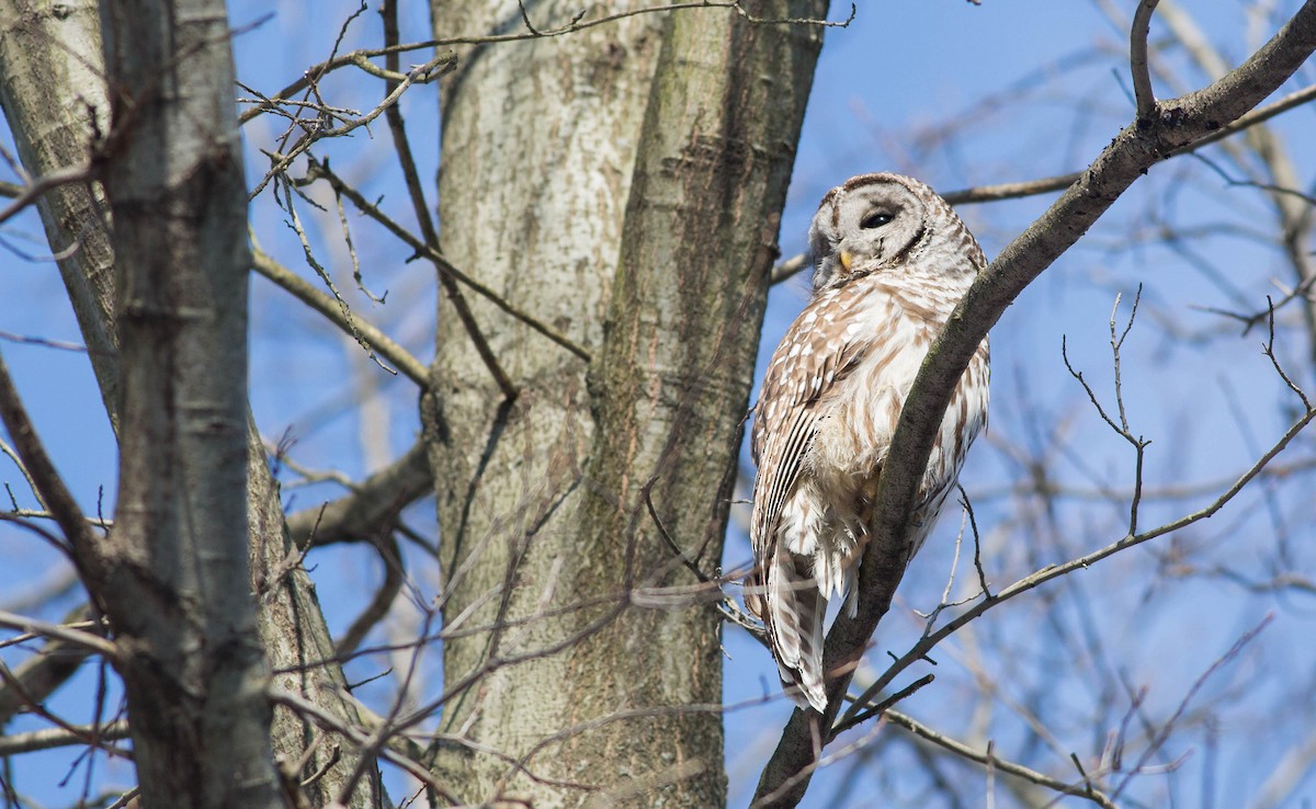 Barred Owl - ML219140521