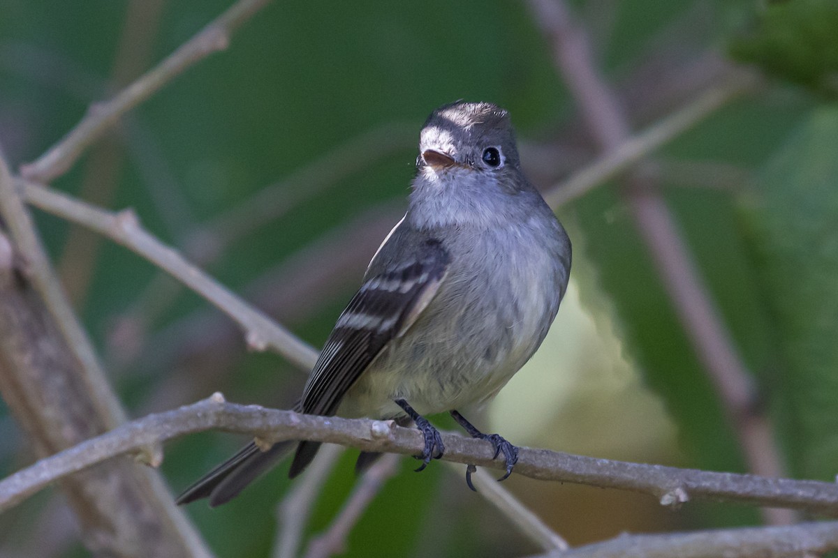 Empidonax sp. - ML219141451