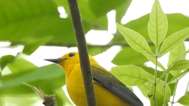 Prothonotary Warbler - ML219141881