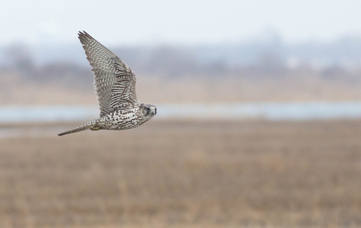 Gyrfalcon - ML219143261