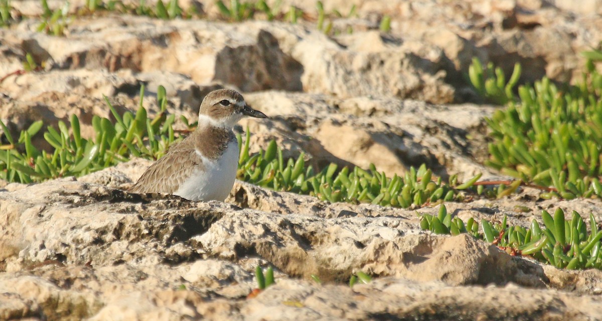 Wilson's Plover - ML21914391