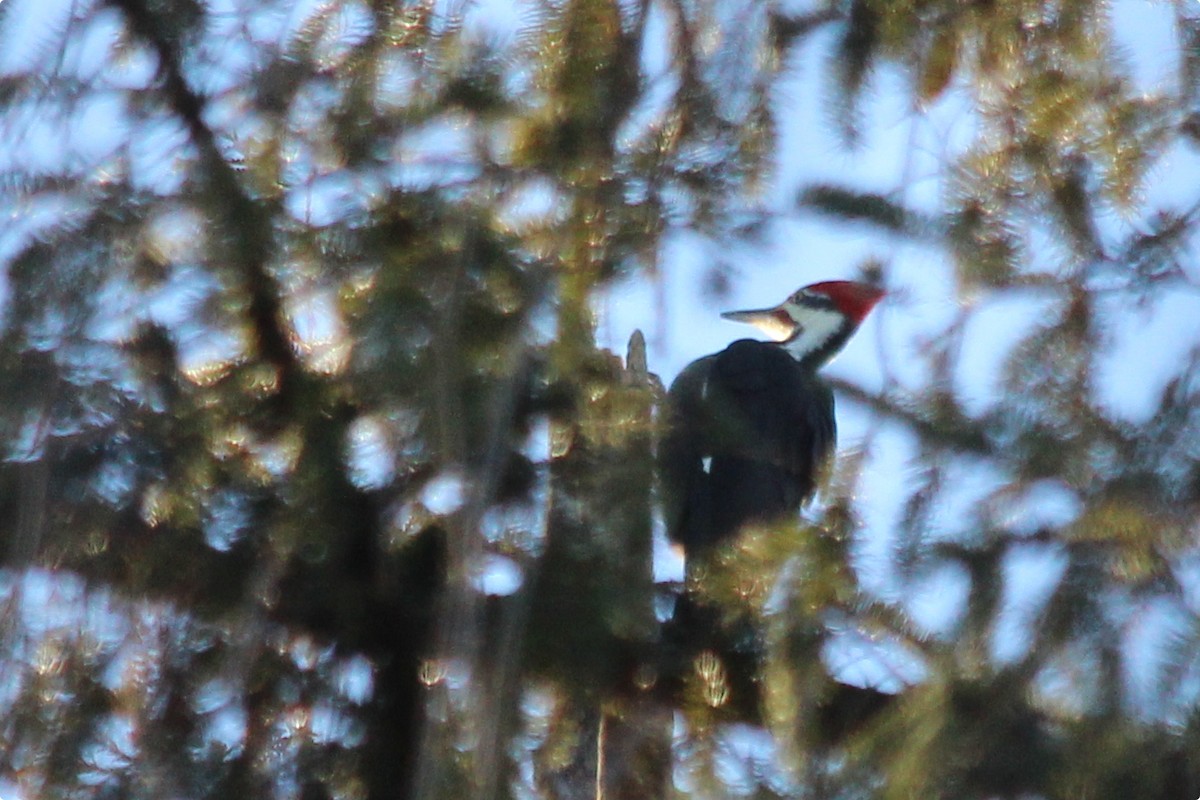 Pileated Woodpecker - ML21914431