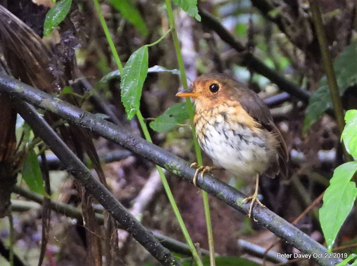 Ochre-breasted Antpitta - Peter Davey