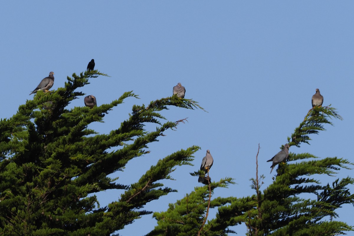 Band-tailed Pigeon - ML219145951