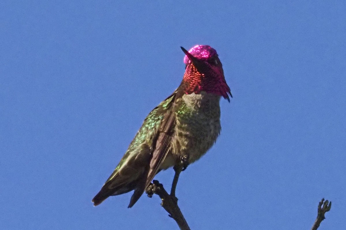 Anna's Hummingbird - ML219146221