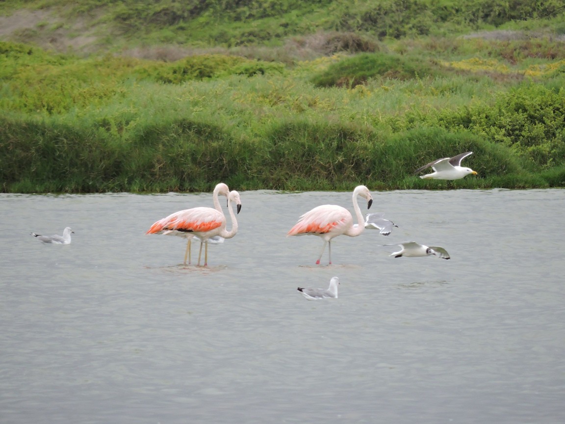 Chilean Flamingo - Igor Lazo - CORBIDI/COAP/PAU