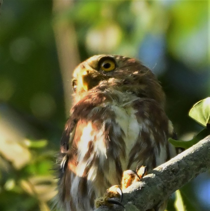 Ferruginous Pygmy-Owl - ML219150241
