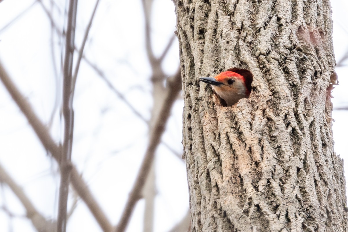 Red-bellied Woodpecker - ML219150401