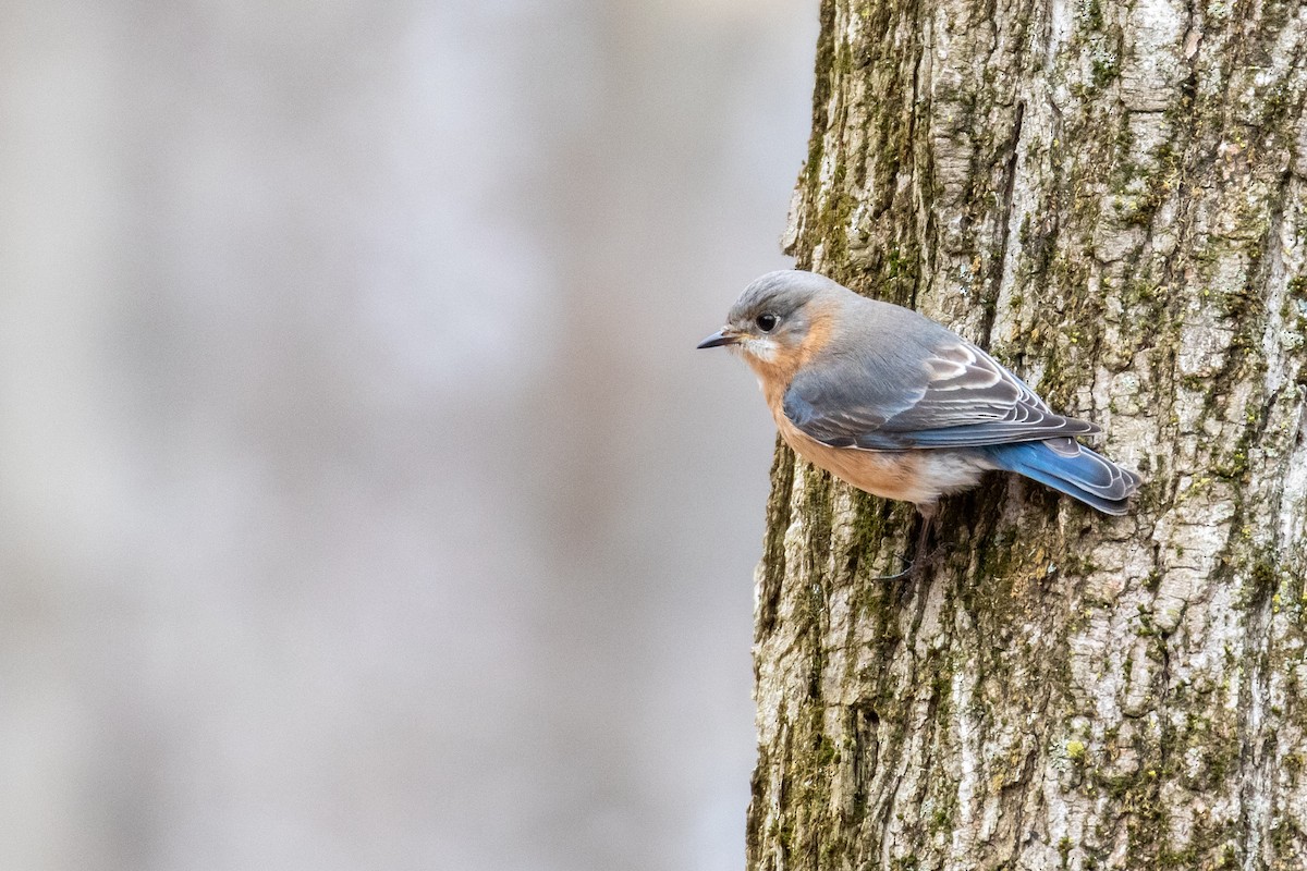 Eastern Bluebird - ML219150581