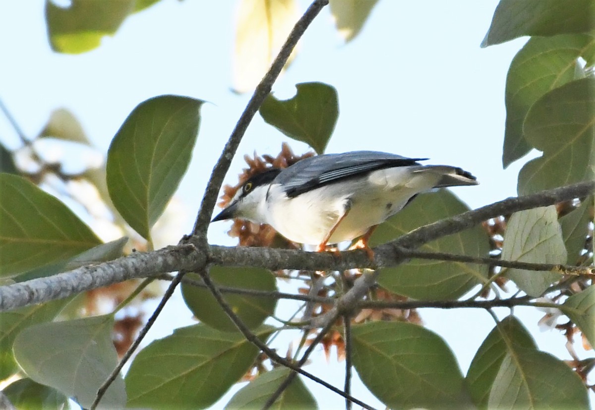 Hooded Tanager - ML219151191