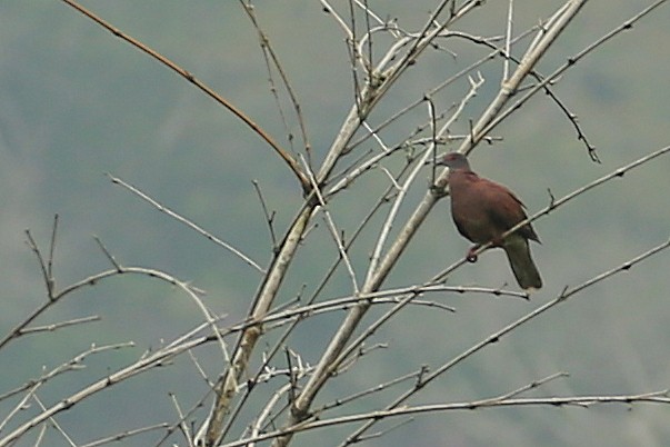 Pale-vented Pigeon - ML219151631