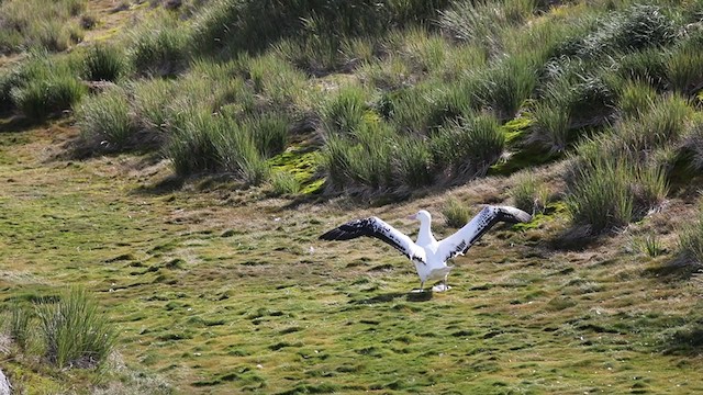 Snowy Albatross - ML219152511