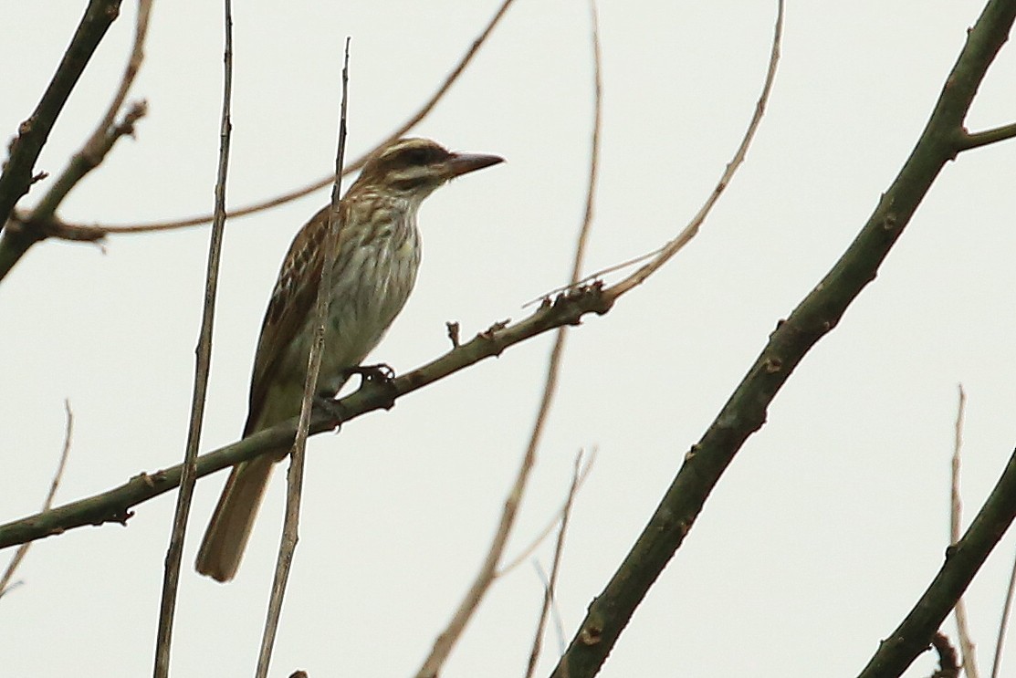 Streaked Flycatcher (Northern) - Tim Lenz