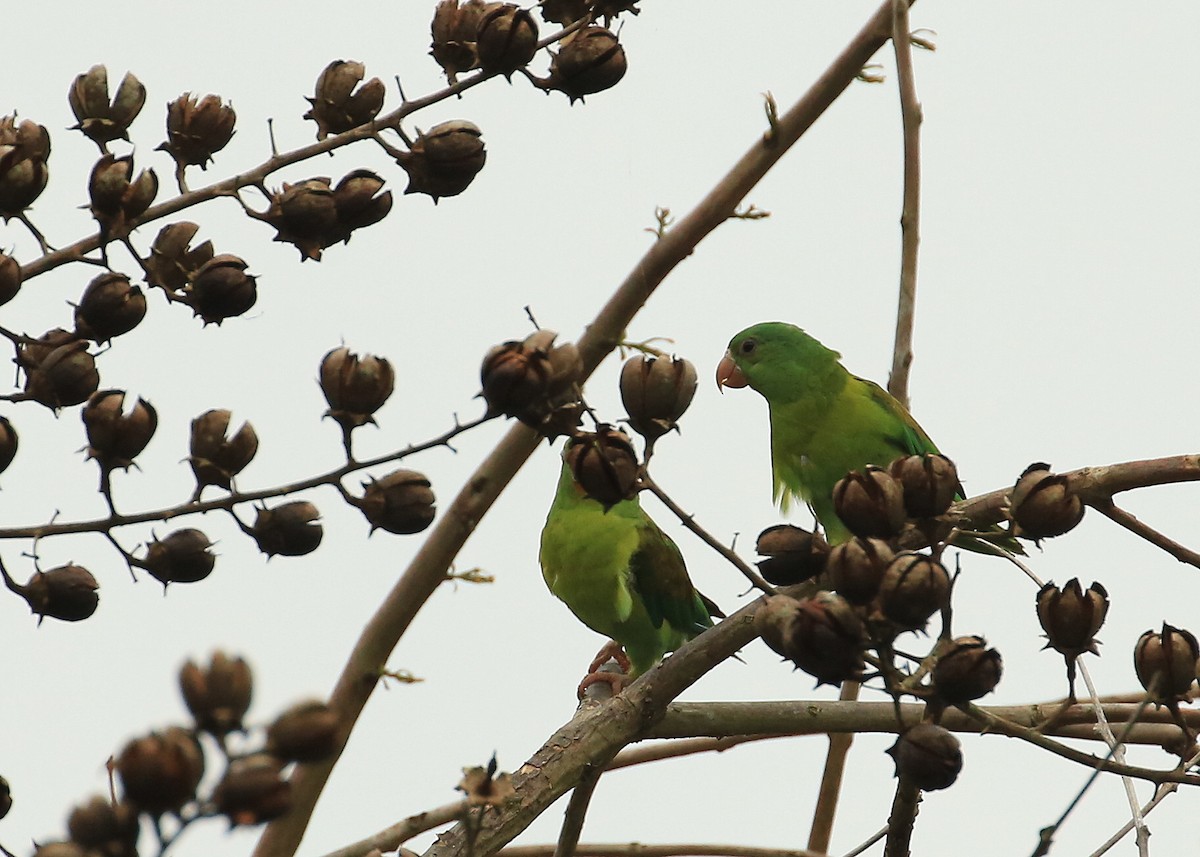 Orange-chinned Parakeet - Tim Lenz