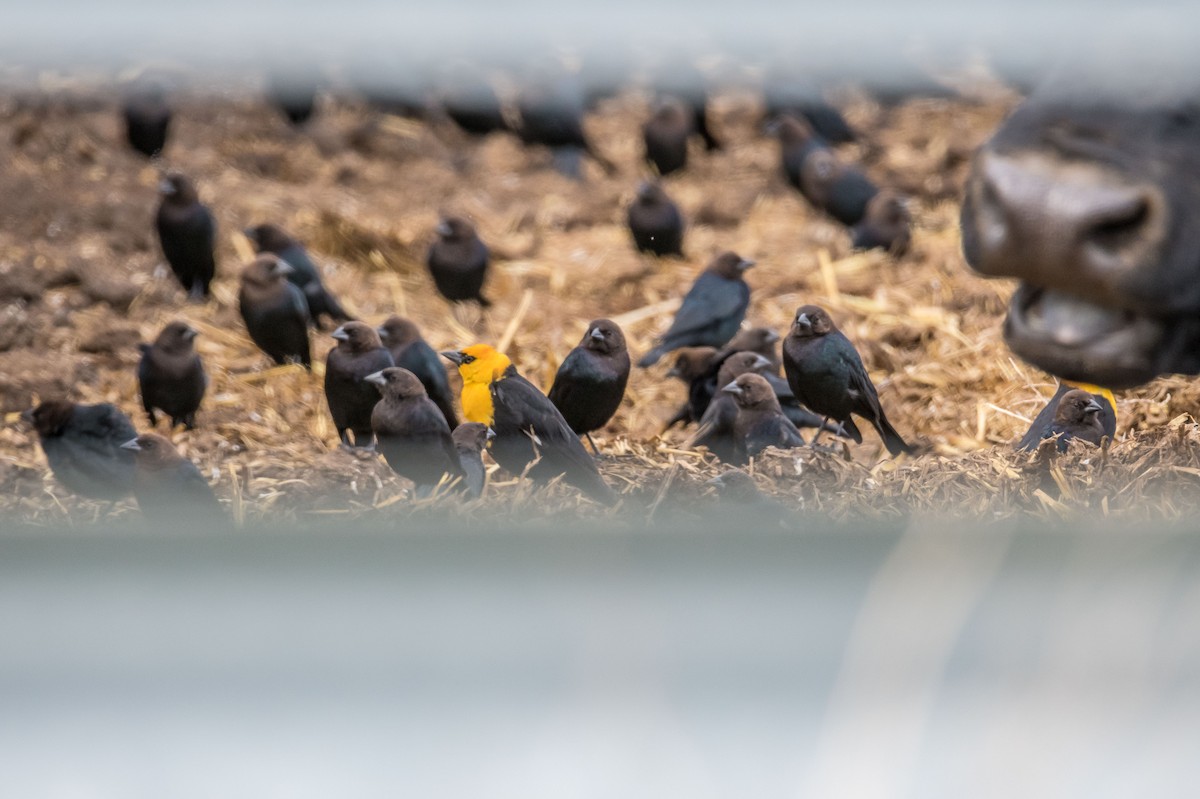 Yellow-headed Blackbird - ML219154701