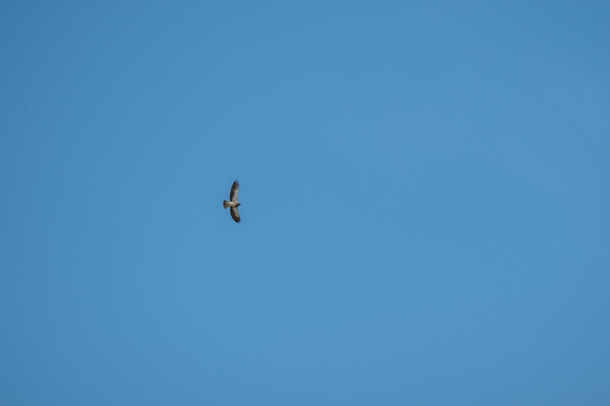 Swainson's Hawk - Rod Goodwin