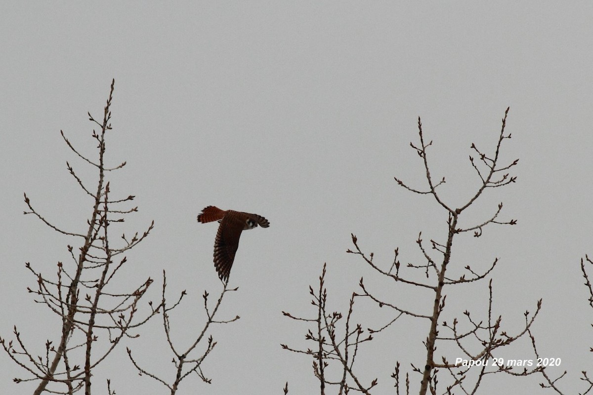 American Kestrel - ML219155651