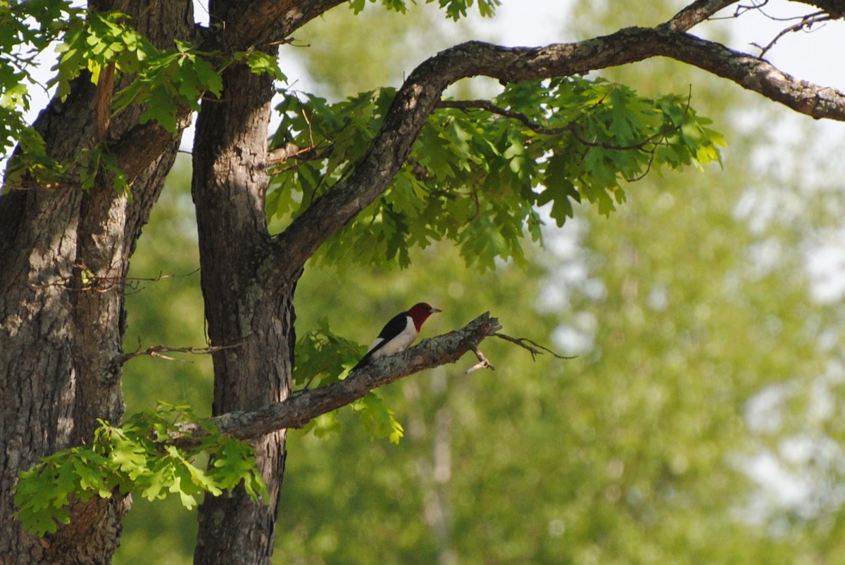 Red-headed Woodpecker - ML219155701