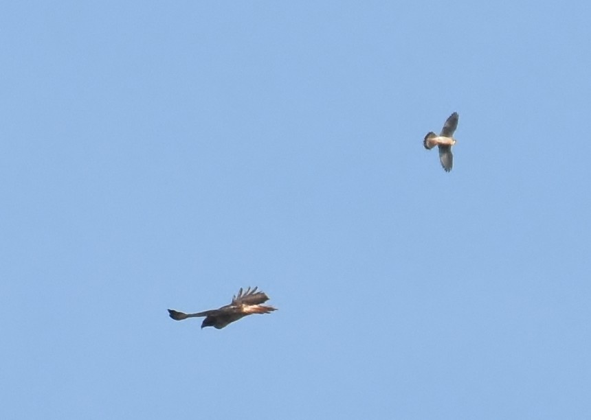 American Kestrel - ML219157921