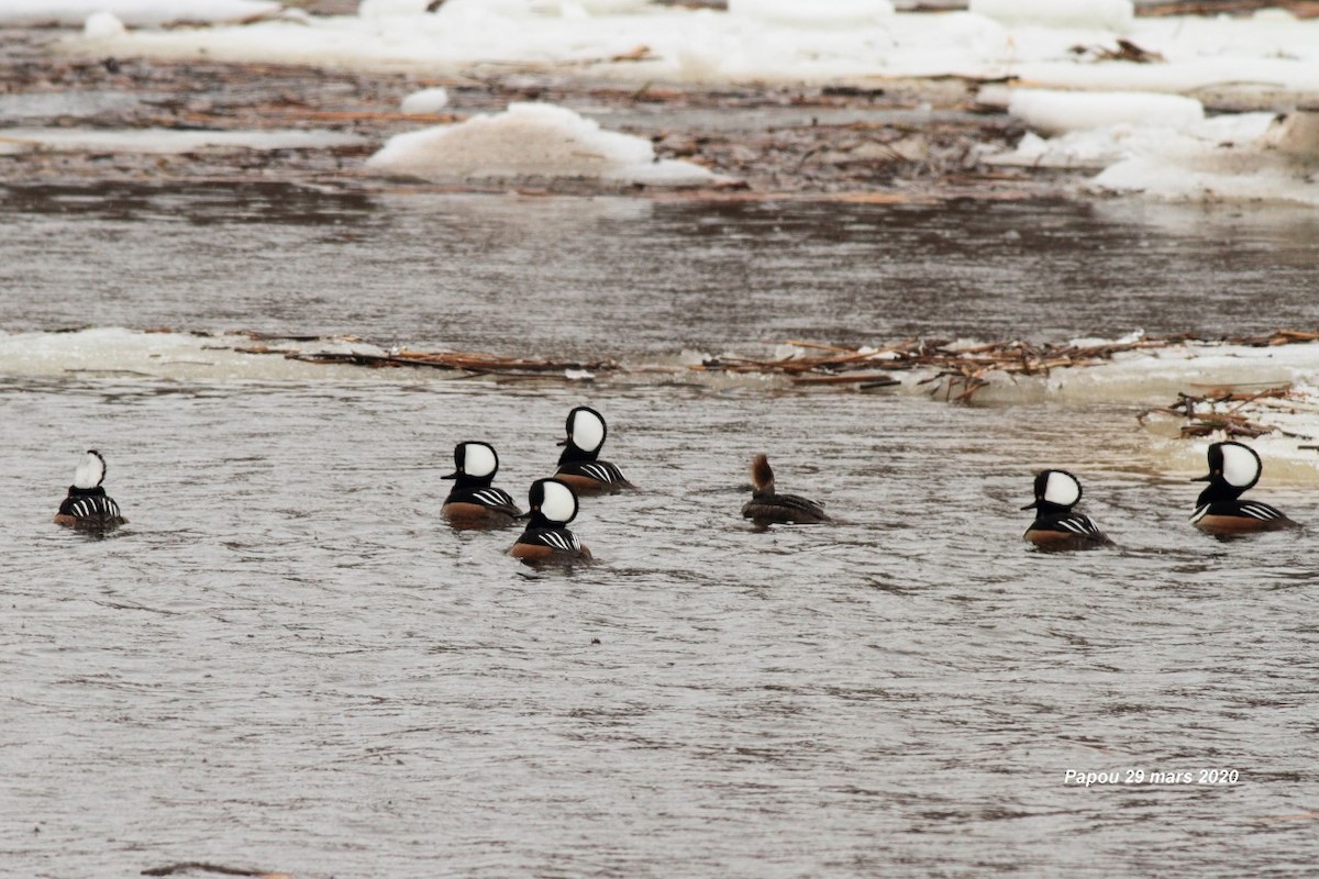 Hooded Merganser - ML219158361