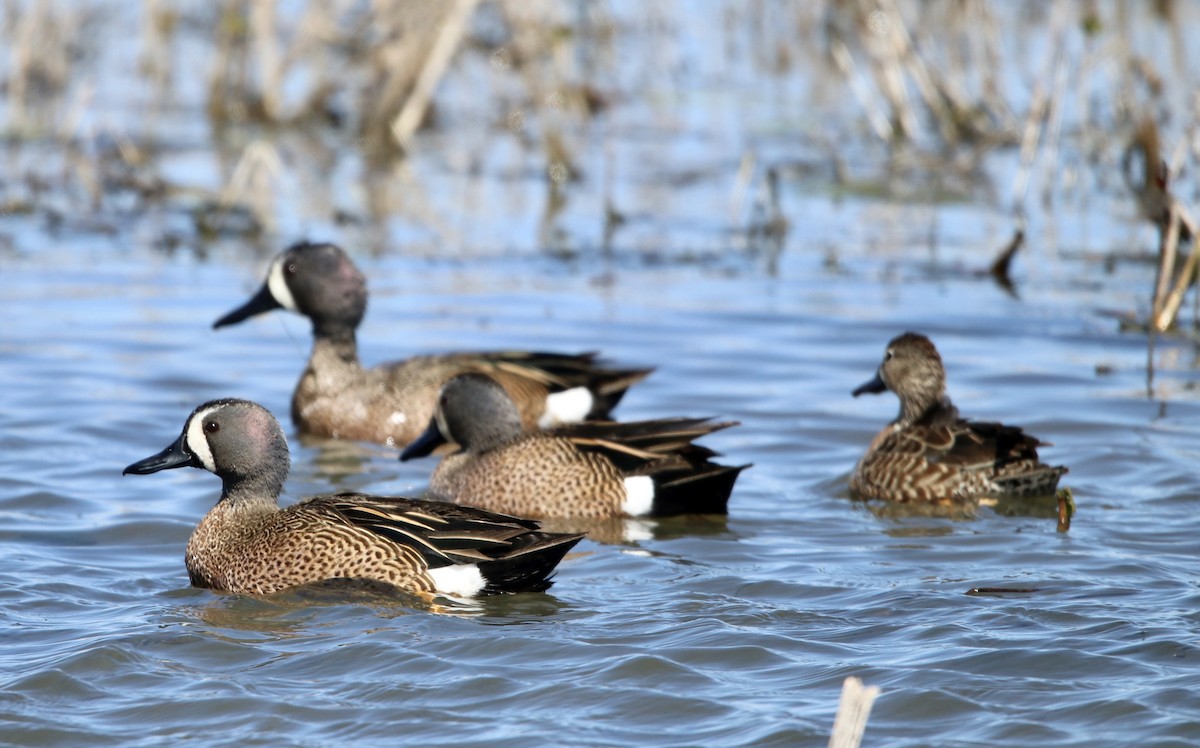 Blue-winged Teal - Cheryl Rosenfeld