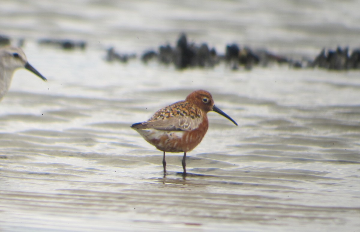 Curlew Sandpiper - ML219159581