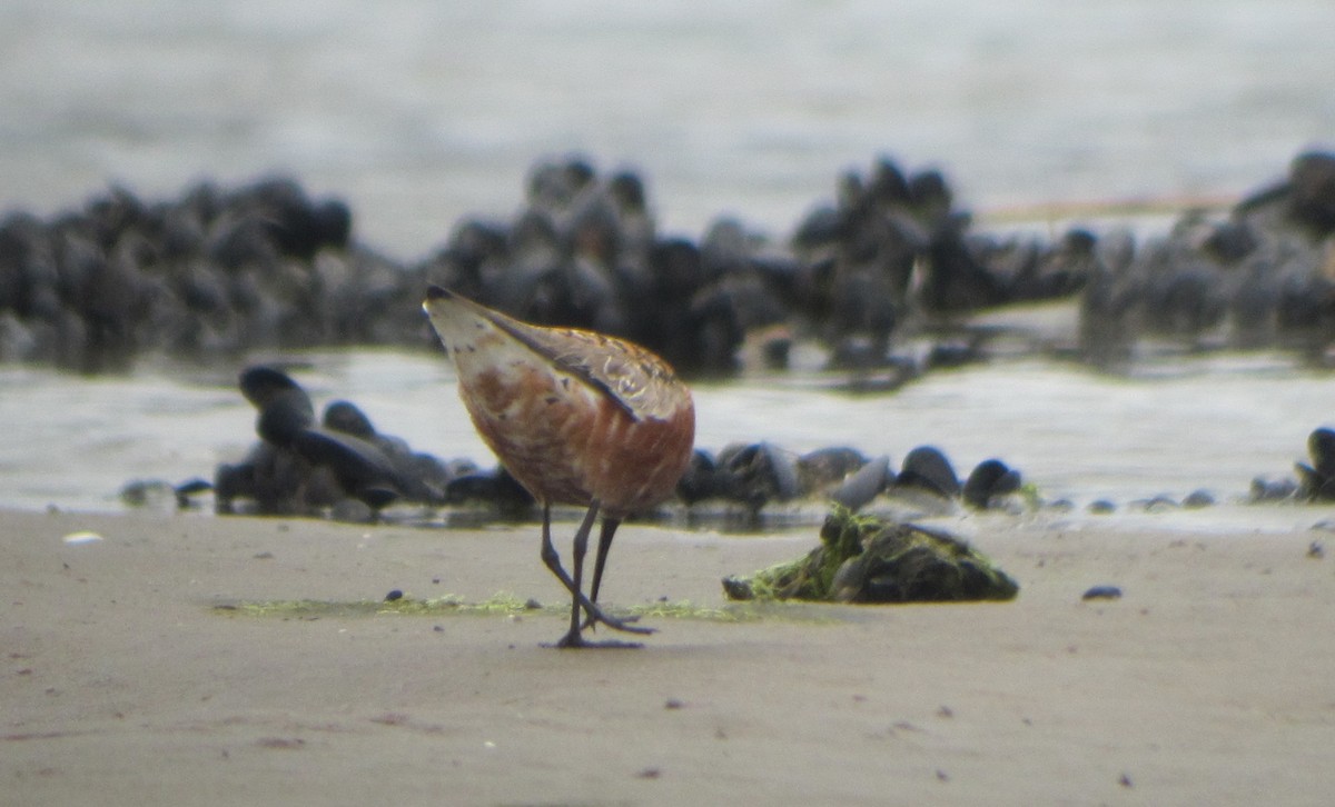 Curlew Sandpiper - ML219160901