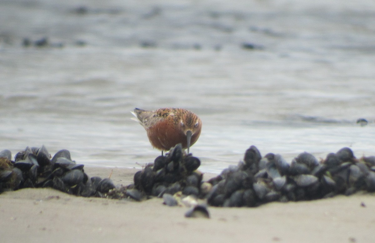 Curlew Sandpiper - ML219160961