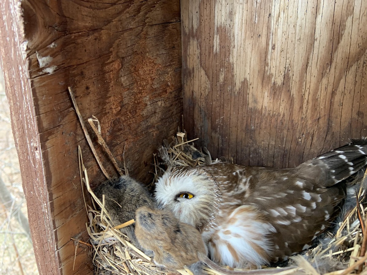 Northern Saw-whet Owl - ML219161931