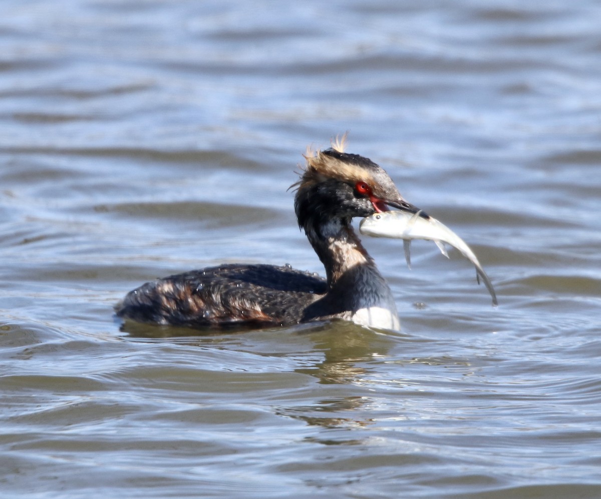 Horned Grebe - Cheryl Rosenfeld
