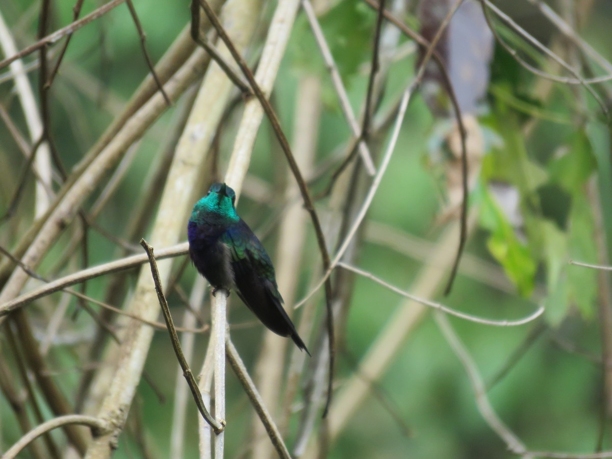 Fork-tailed Woodnymph - Fernando Angulo - CORBIDI