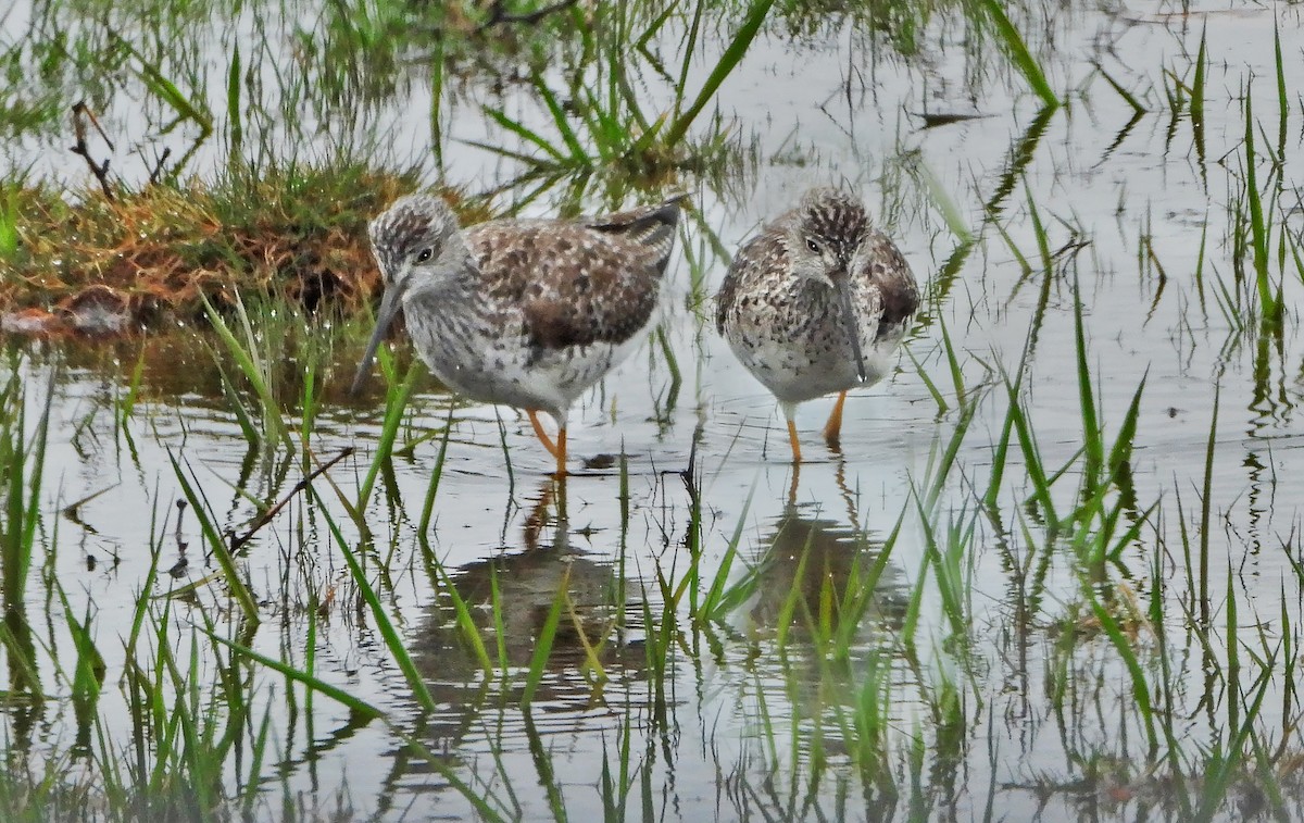 Lesser/Greater Yellowlegs - ML219163421