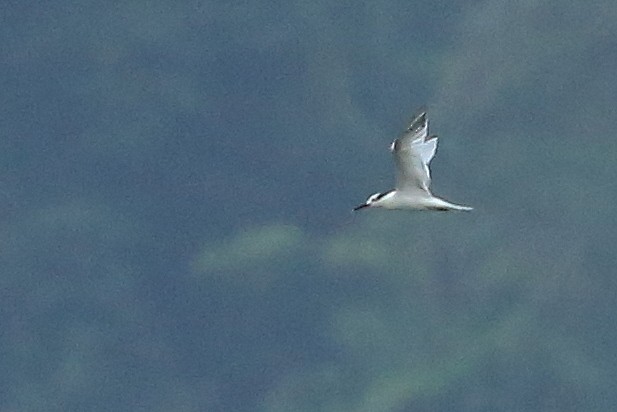 Sandwich Tern (Cabot's) - ML219164261