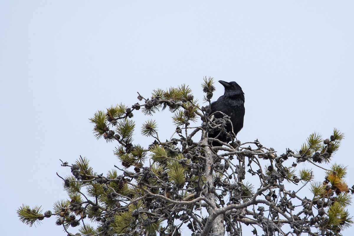 Common Raven - ML219165121