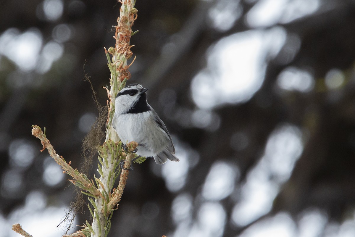 Mountain Chickadee - ML219165491