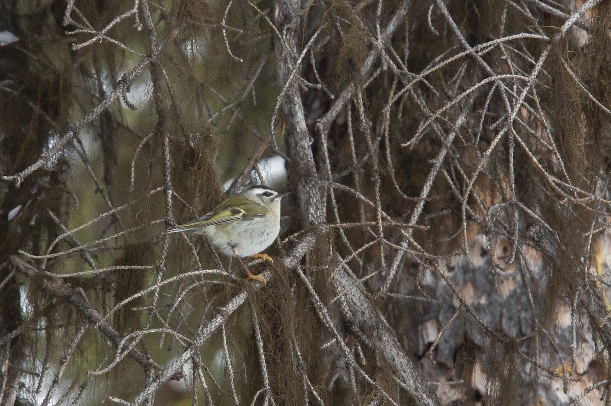 Golden-crowned Kinglet - ML219165521