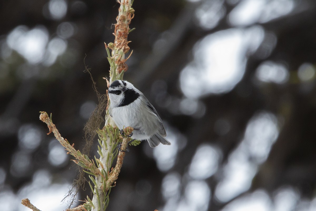 Mountain Chickadee - ML219165571