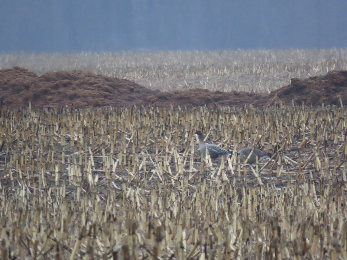 Pink-footed Goose - ML219166761