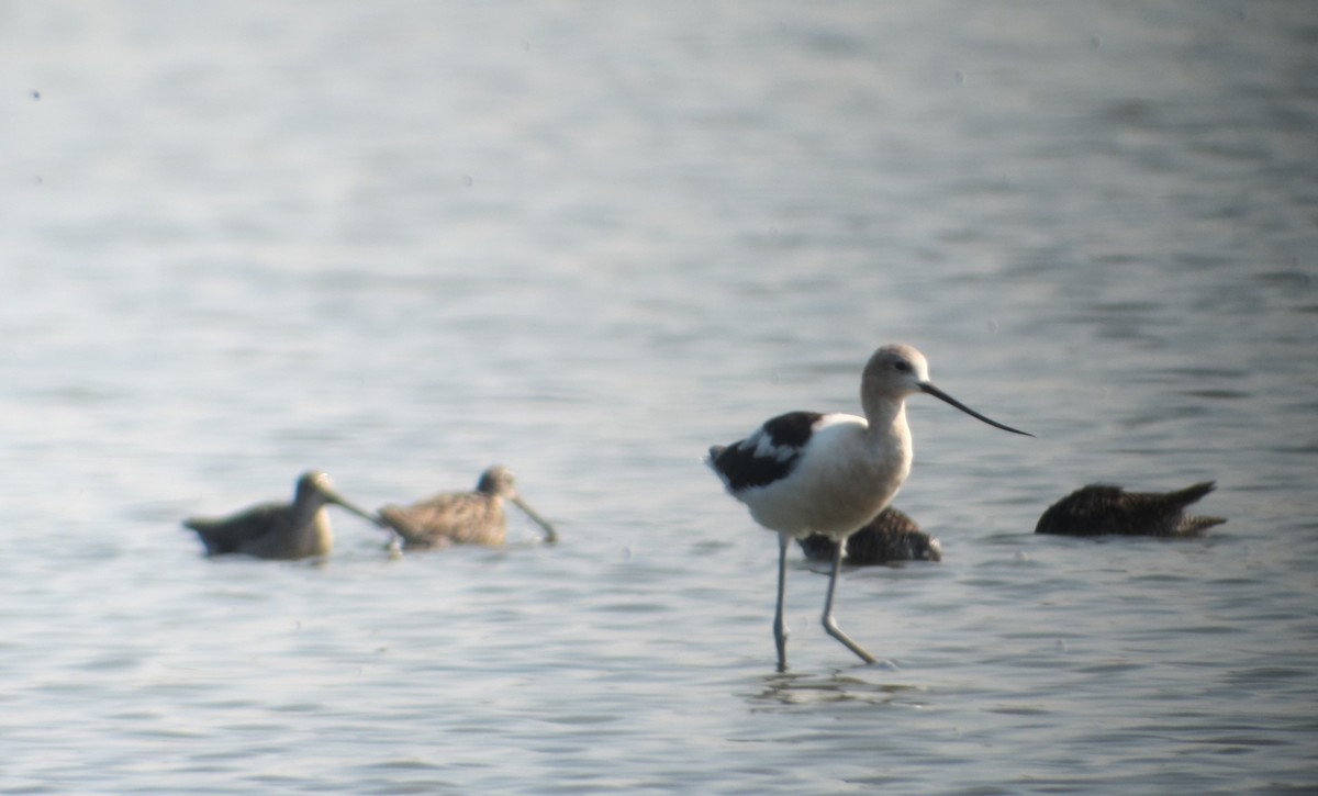 American Avocet - ML219168391