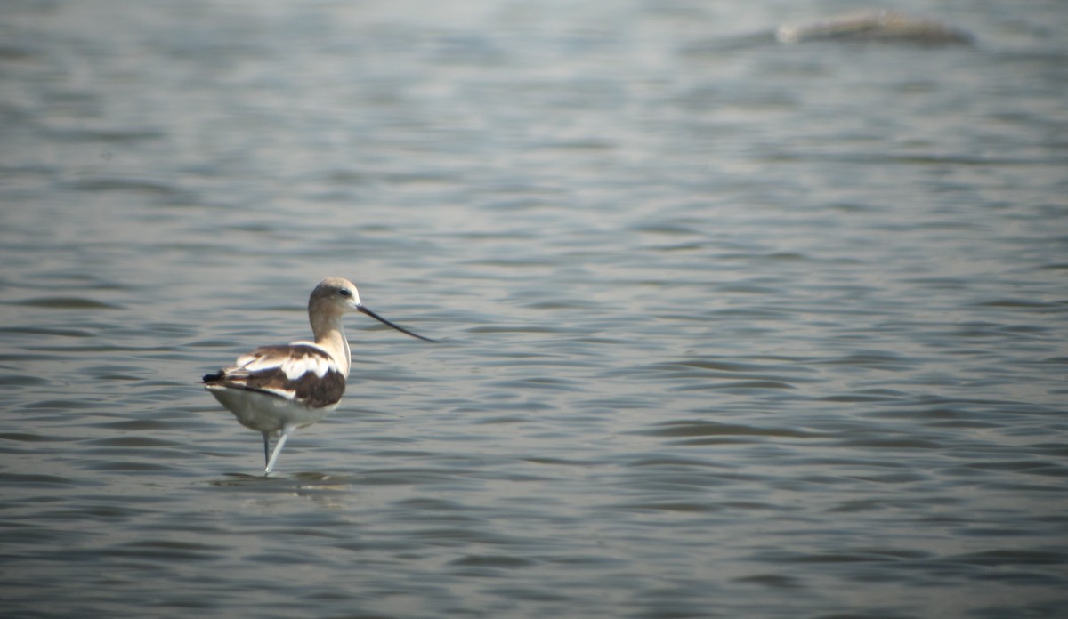 American Avocet - ML219168411