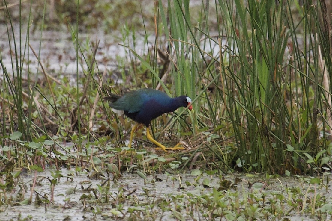 Purple Gallinule - ML219168971