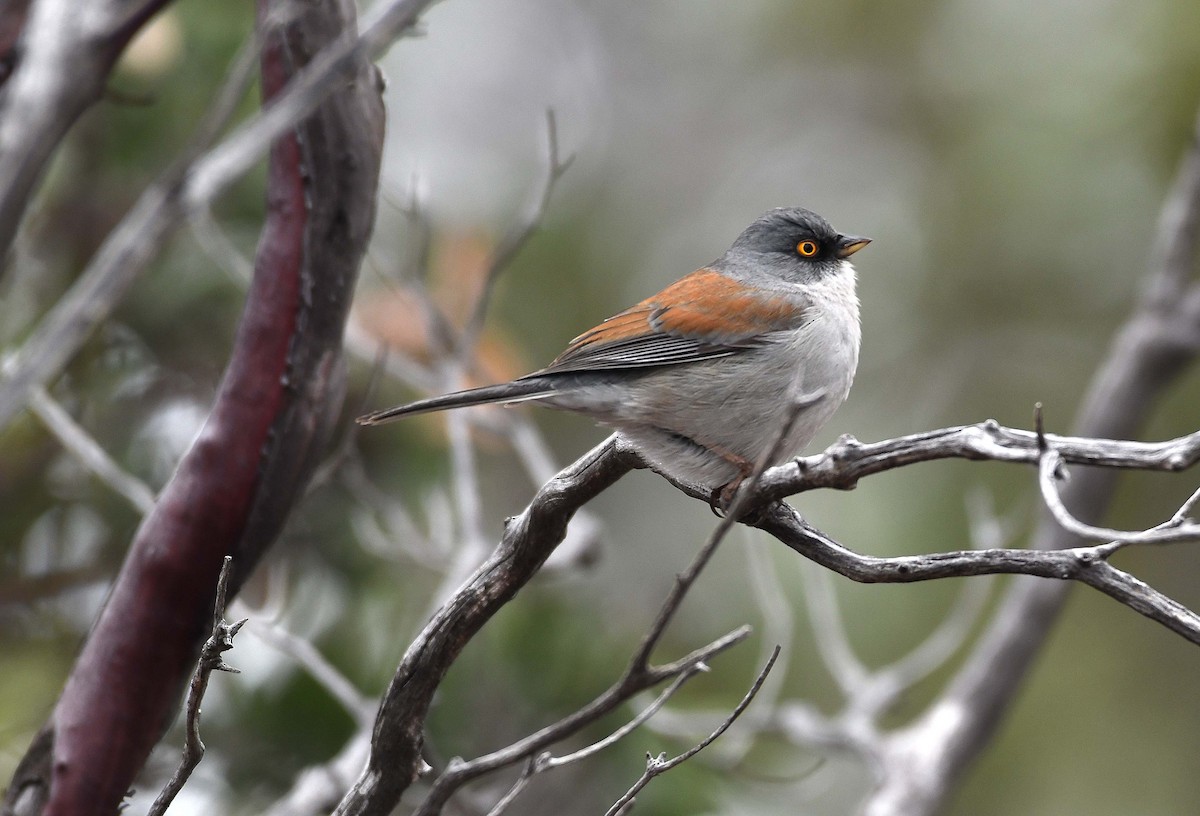 Yellow-eyed Junco - ML219169731