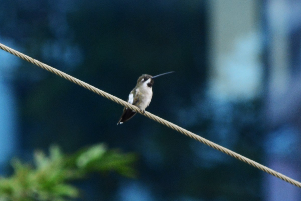 kolibřík hvězdohrdlý - ML219170831