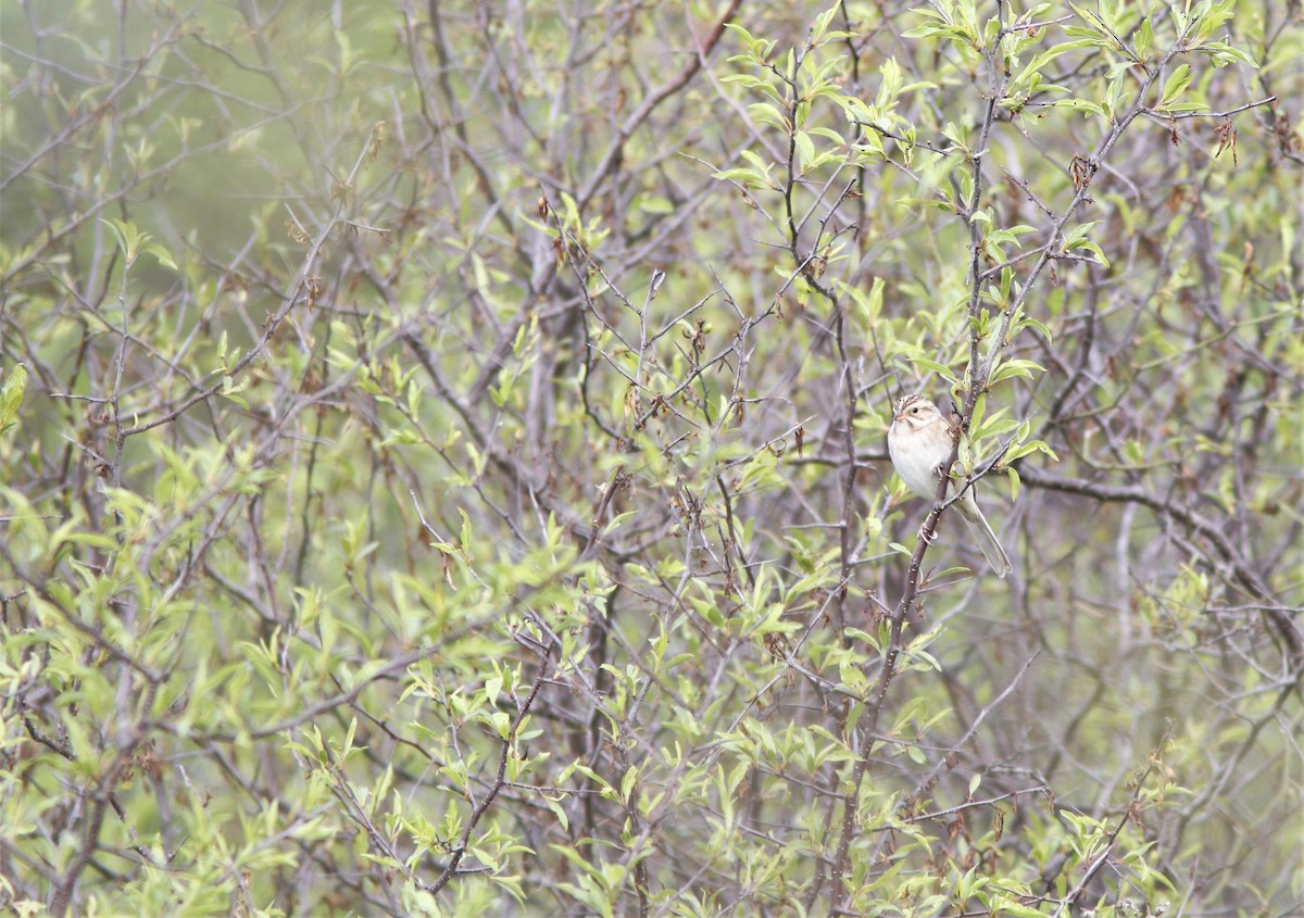 Clay-colored Sparrow - ML219175951