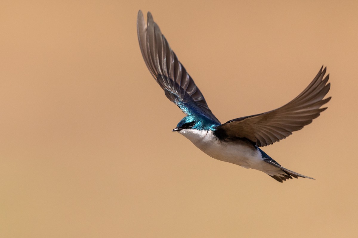 Tree Swallow - Brad Imhoff