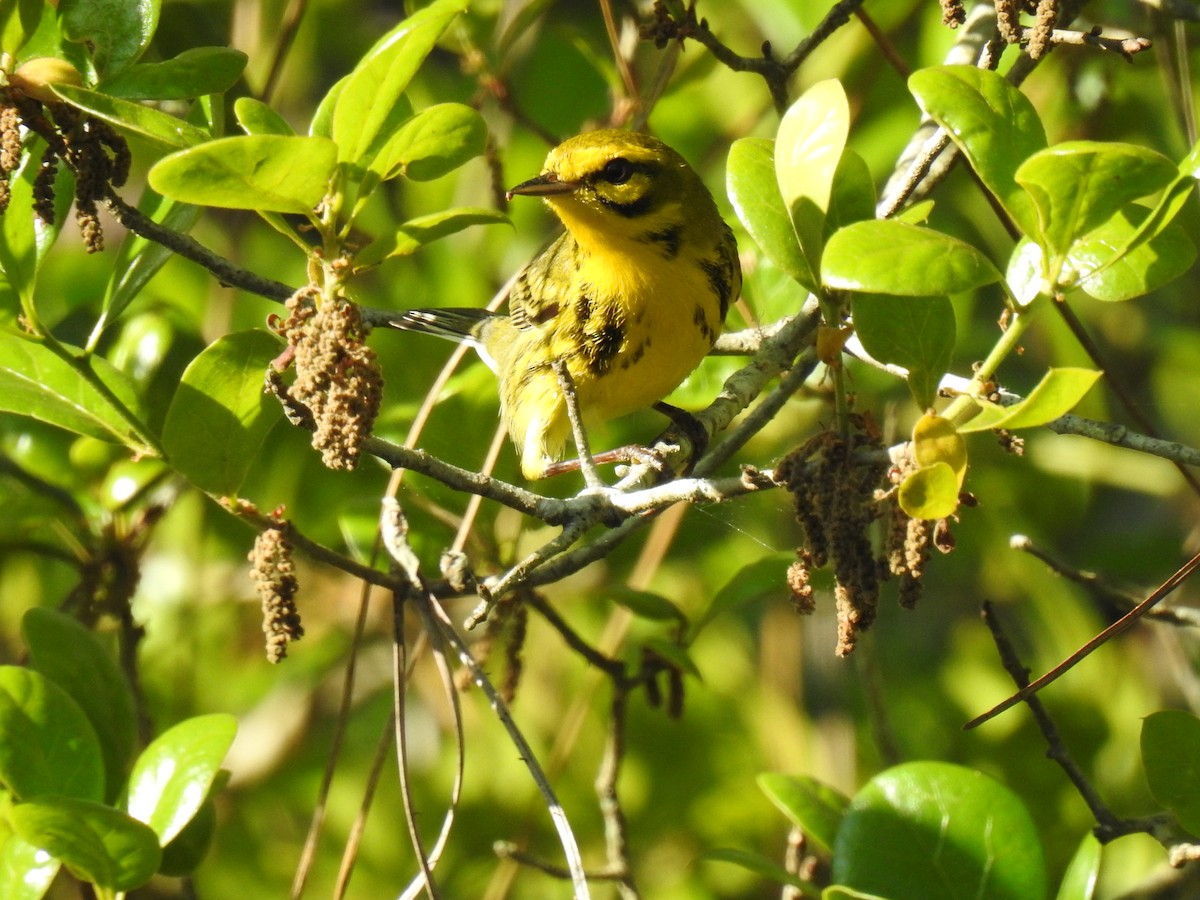 Prairie Warbler - ML219177031